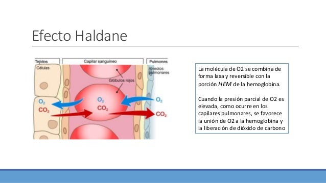 efecto bohr y haldane